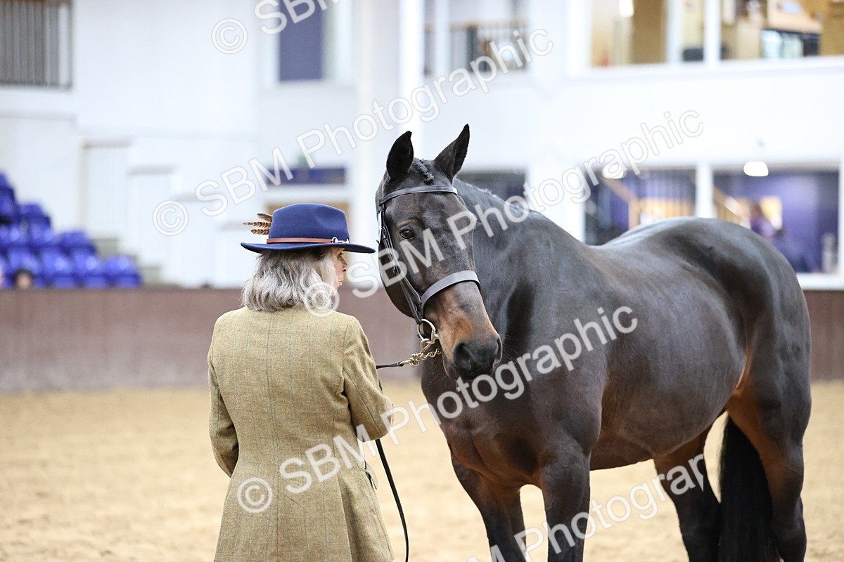 SBM_5748 - Class 3 - BSHA In Hand Show Hunter