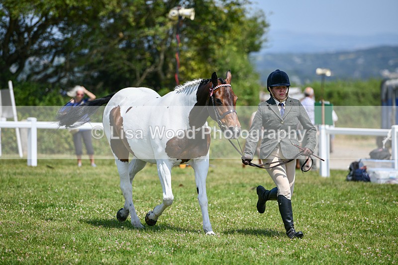 DSC_7865 - Class 65: Coloured Horse 4yrs & Over