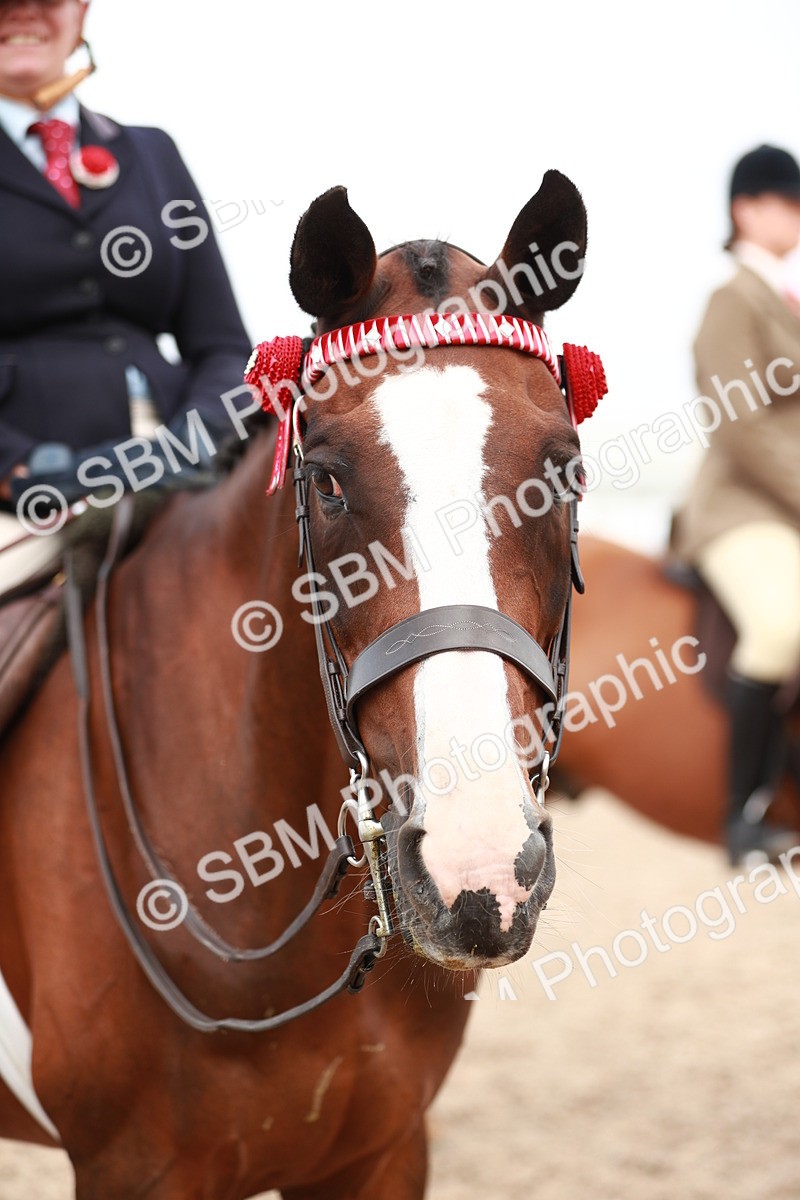 SBM_17618 - Class 215 Ridden Hack/ Riding Horse