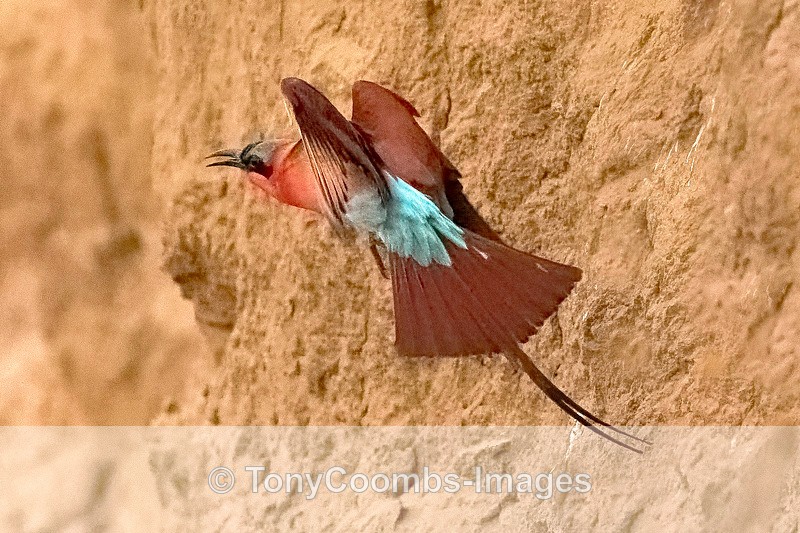 Carmine Bee-eater - Mana Pools ~ The Birds