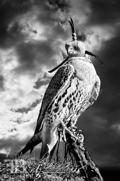 wow march 16 Photo day-15 - Birds of Prey