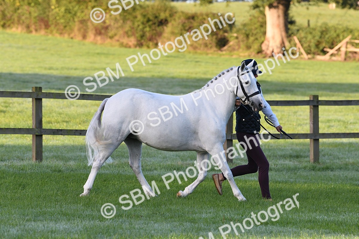 SBM_32509 - S15 - Condition & Turnout In Hand