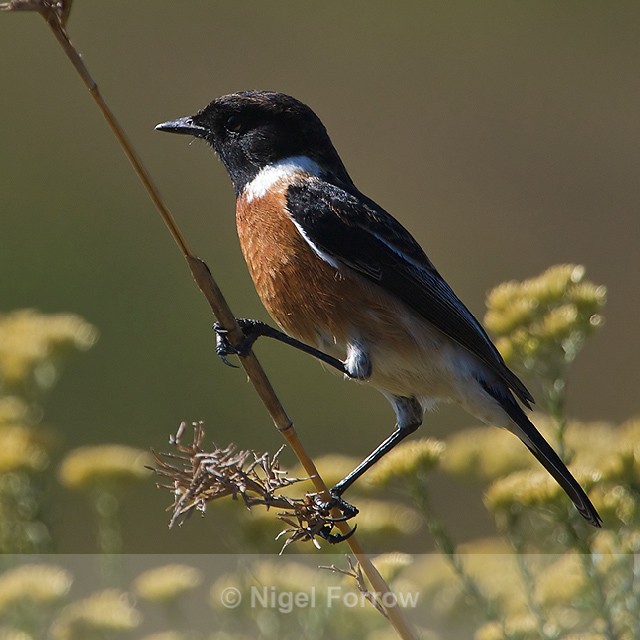 African Stonechat (male) perched on a branch - African Stonechat