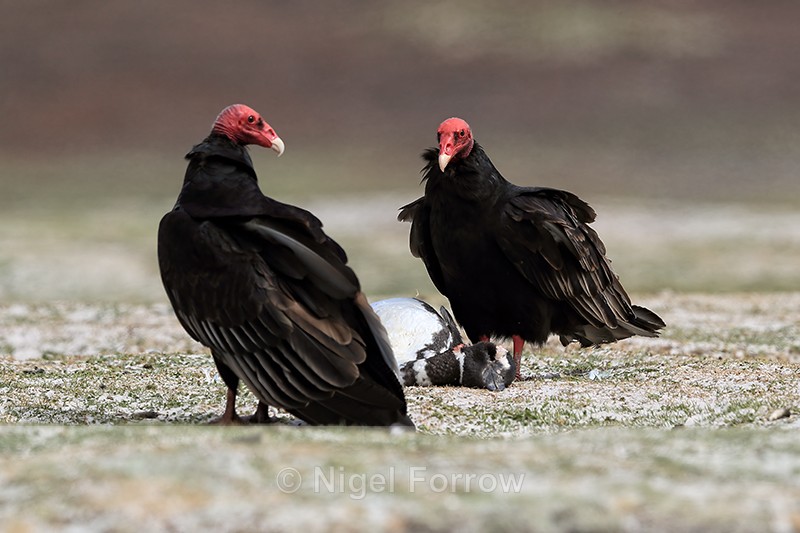 Turkey Vulture confrontation over penguin, Volunteer Point, Falklands - Turkey Vulture