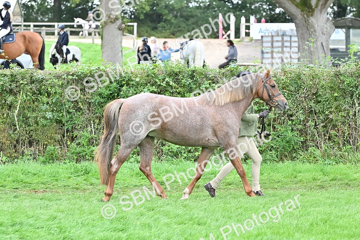 SBM_60987 - S48 - Mountain & Moorland In Hand Small Breeds