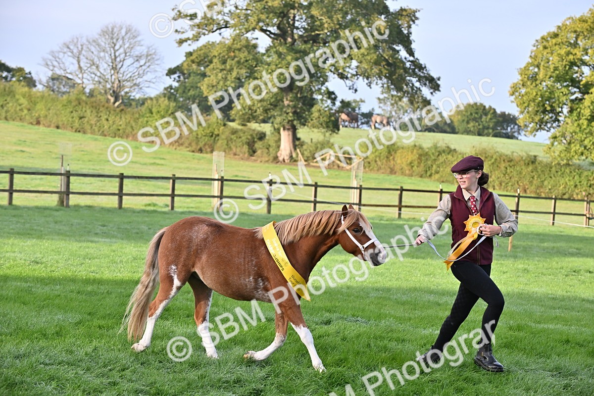 SBM_54648 - S44 - Youngstock In Hand