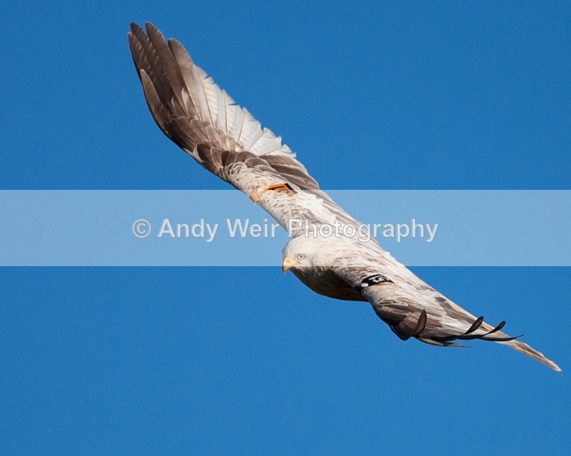 20100130-IMG_2936 472 - Red Kite