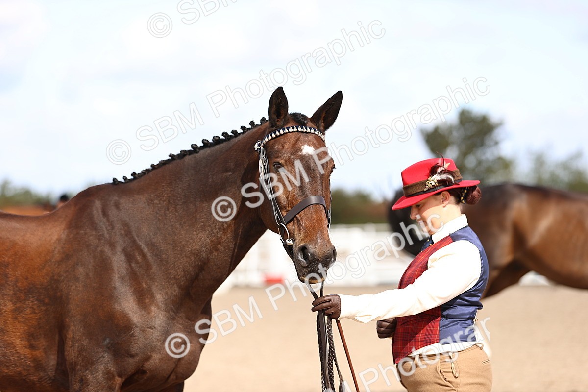 SBM_11533 - Class 407 - IH Hack-Riding Horse