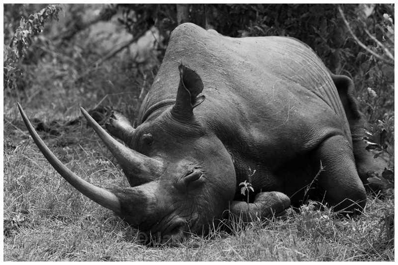 Emung - of the bush  - The Big Five in Black and White