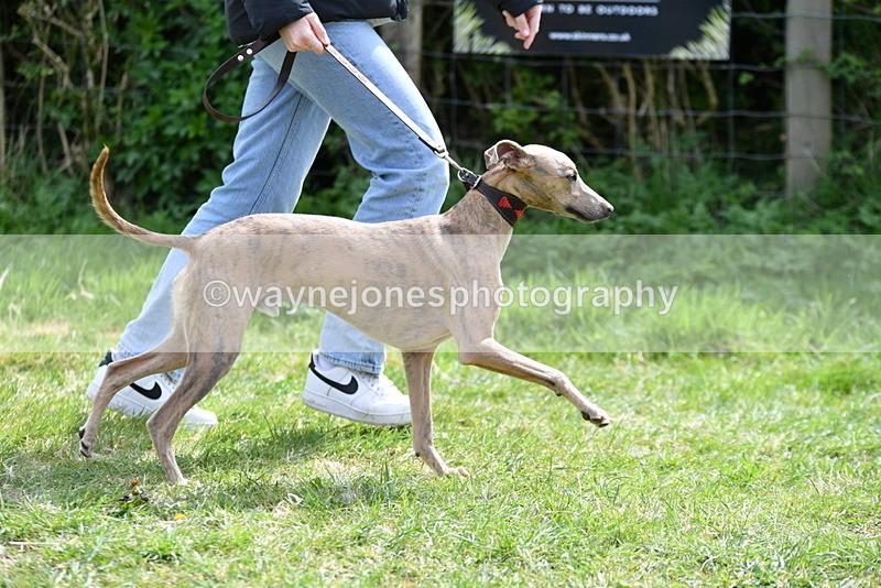 WJ5_9691 - Class 3 Most Handsome Dog