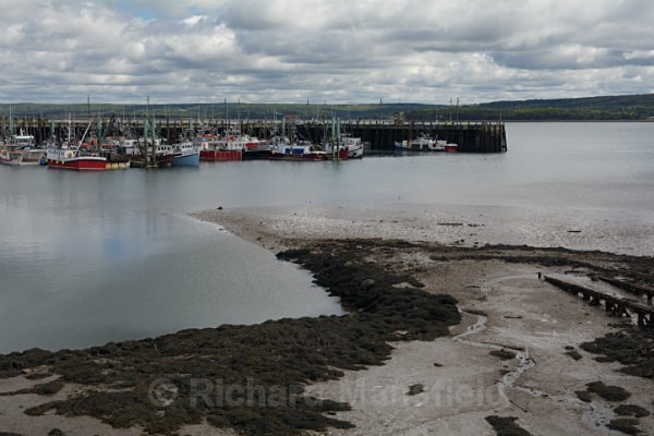 Digby Scallop Fleet - Nova Scotia, Canada