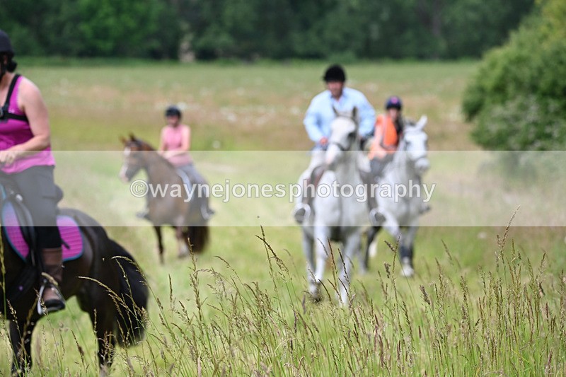 WJ6_8085 - Camera 1 Gallops