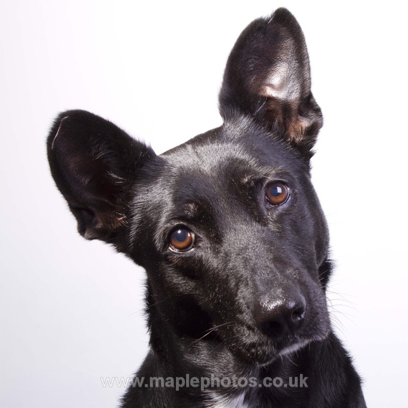 I'm Listening - Molly - my very own best friend...