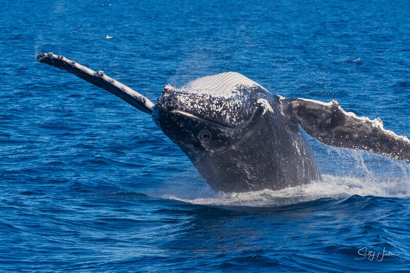 HB Breach 7. 0A3A6181 - 2025 Hervey Bay Whales