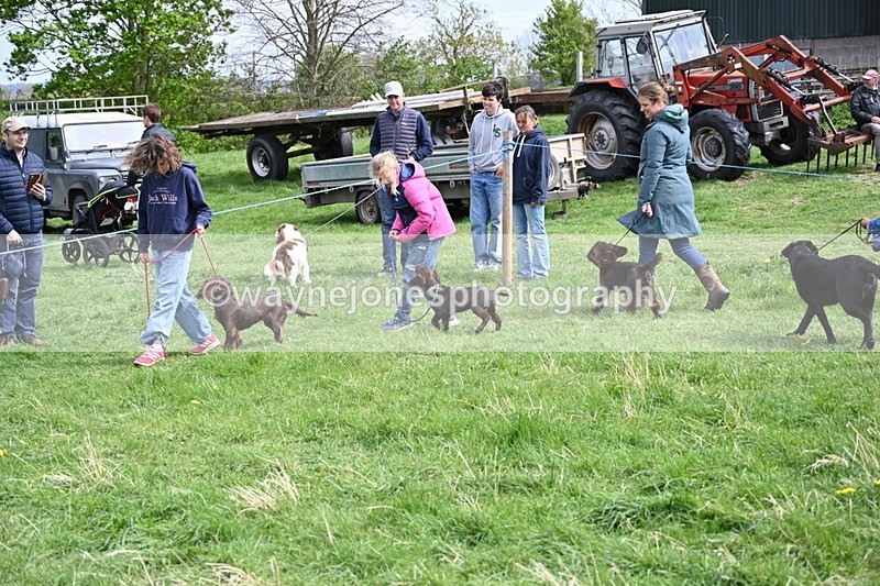 WJ6_8795 - Class 8 Best Working / Gun Dog or Bitch