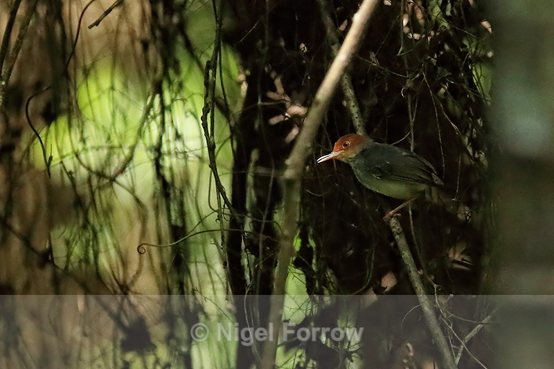 Ashy Tailorbird, Xeo Quyt, Vietnam - Ashy Tailorbird