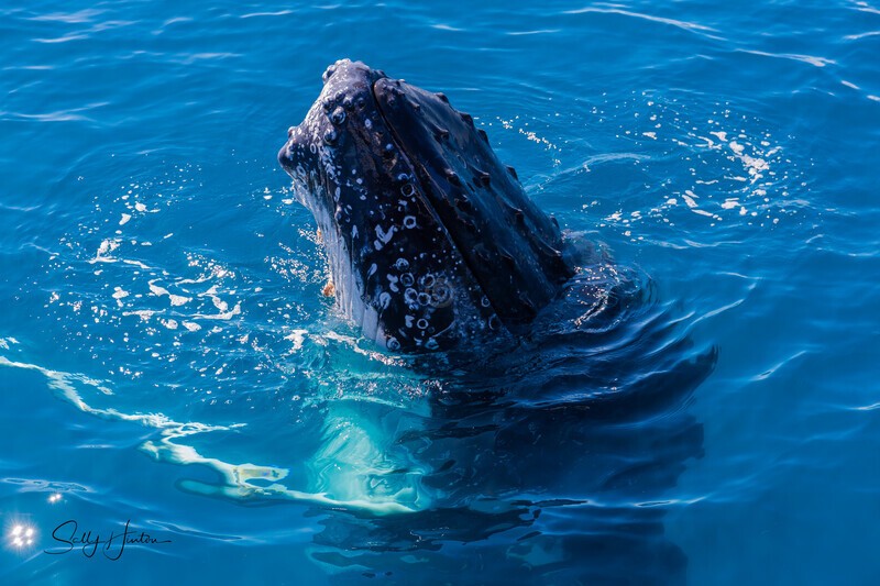 Hello 1_16A7137 - Humpback Whales