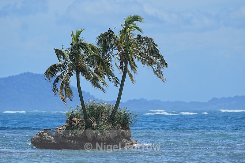 Secluded island for Magnificent Frigatebirds, Cayo Zapatilla, Panama - Magnificent Frigatebird