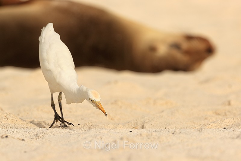 Cattle Egret ready to catch insect on beach, Espanola, Galapagos - Cattle Egret