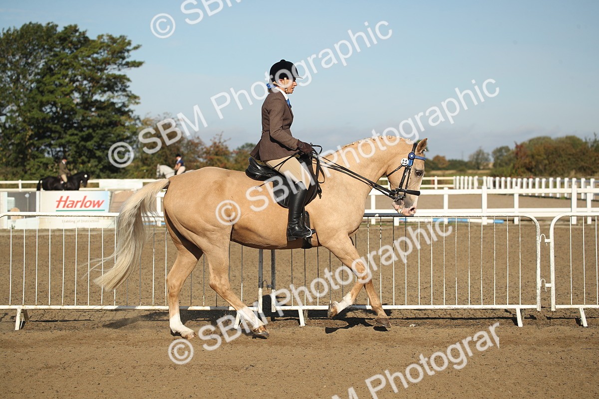 SBM_11288 - Class 501 -Riding Club Pony