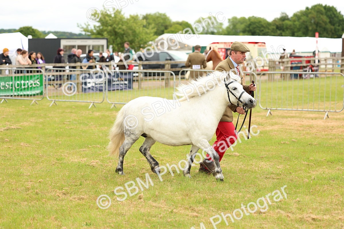 SBM_04372 - Class 64-67 - Shetland Pony In Hand