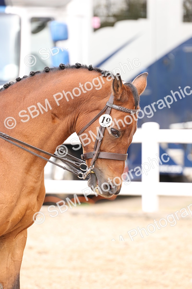 SBM_04215 - Class 54 - Riding Club Horse/Pony