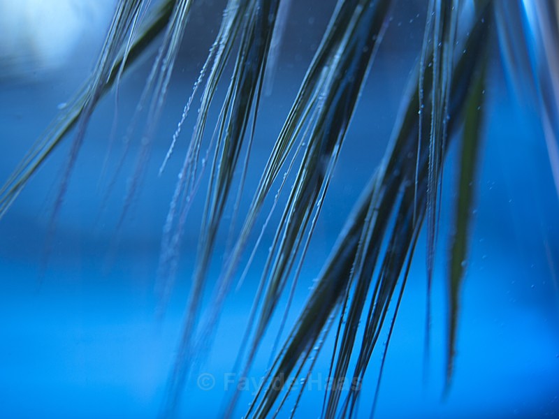  - The Blues