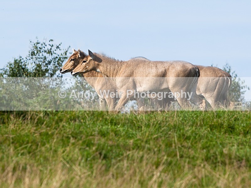 20120903-_MG_9657-1375 - Captive Animals