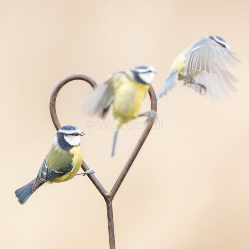 You make my Heart Flutter SD2553 - Greeting Cards