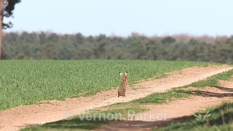 Hare - Wildlife
