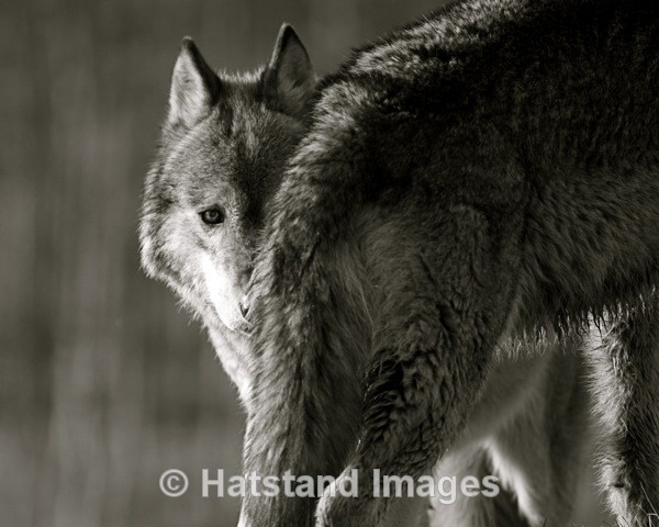 Wolf - nature