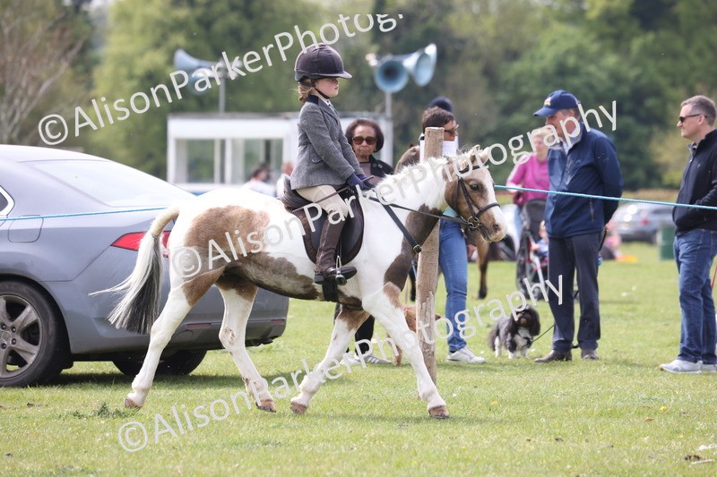 20260426-2915 - Class 33 - Best Pony 14.2hh and Under