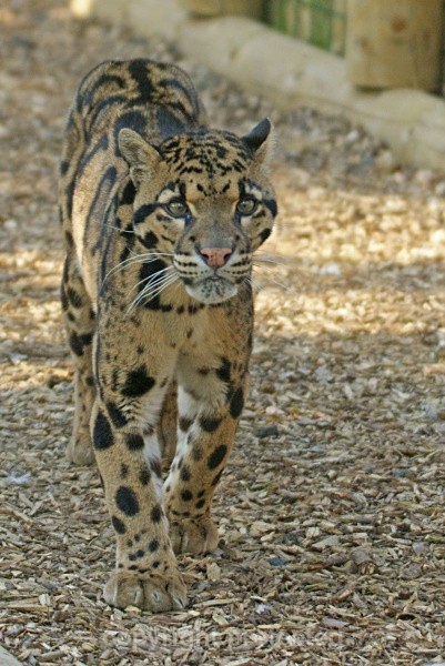 Ben - Clouded Leopard - Small Cats