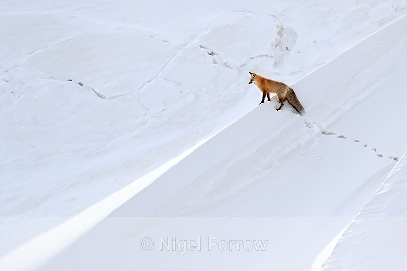 Red Fox looks down slope, Hayden Valley, Yellowstone National Park - Red Fox