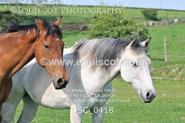 DSC_0418 - ARCHIVE REQUEST - Quincy and Guinness