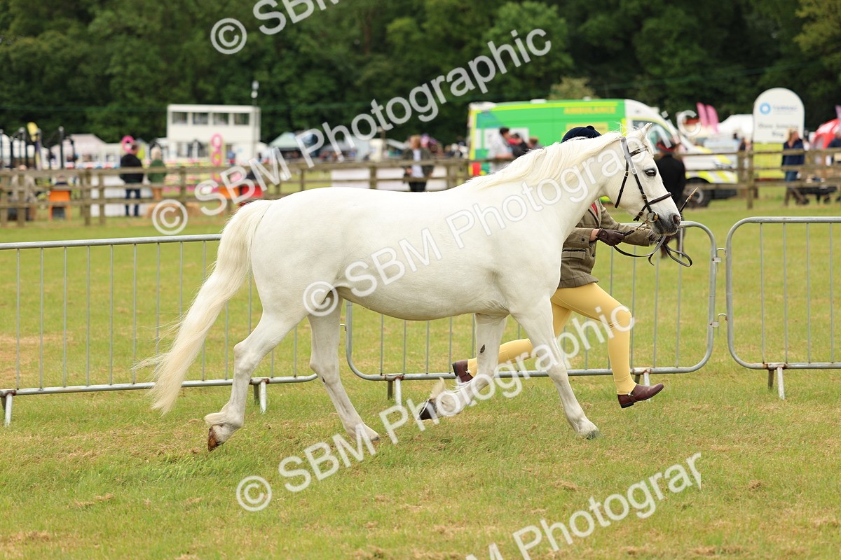 SBM_04172 - Class 64-67 - Shetland Pony In Hand