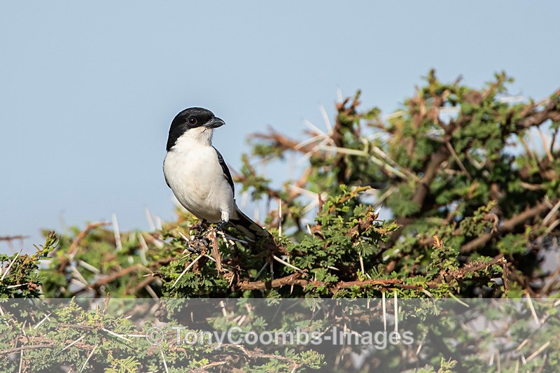 Long-tailed Fiscal - Lewa ~ Birds