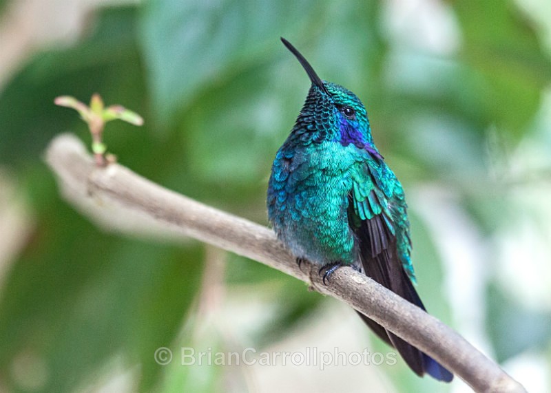 Green Violetear Hummingbird, Costa Rica - Costa Rican Wildlife