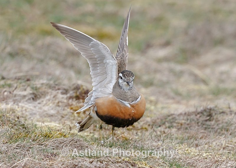 Astland Photography, Bird and Wildlife Images, Susan and Peter Wilson, U.K.