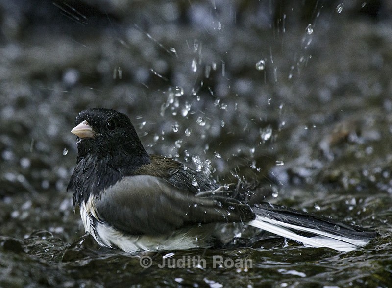 Dark-eyed Junco - Backyard Bathing Birds