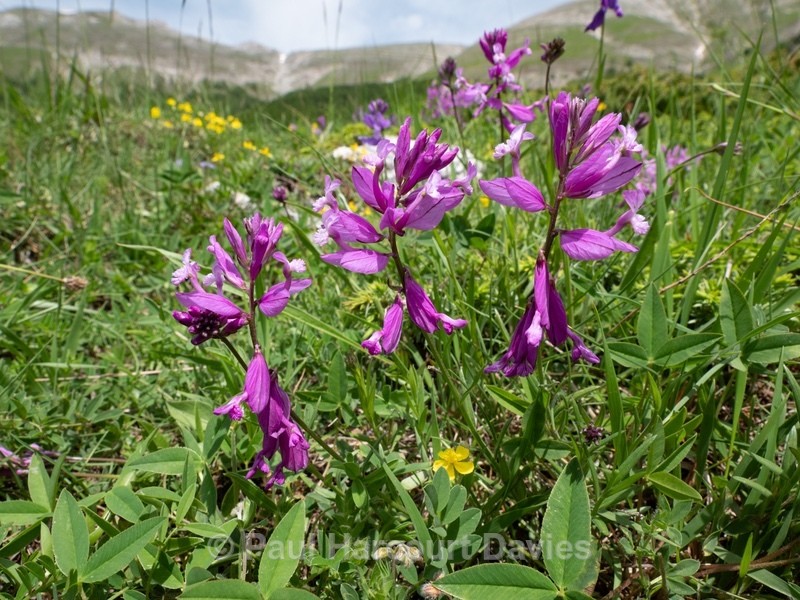 Greater  Milkwort ( Polygala major) - Flowers in the Landscape - 2
