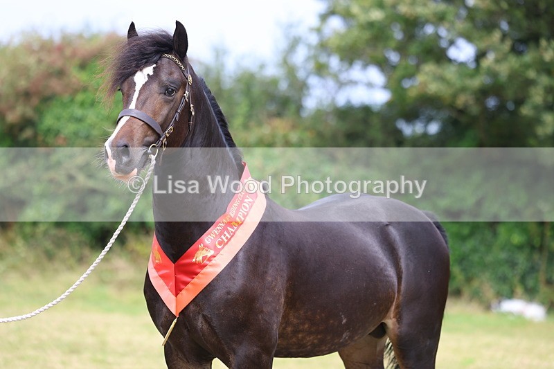 3E7A5768 - In Hand Championship