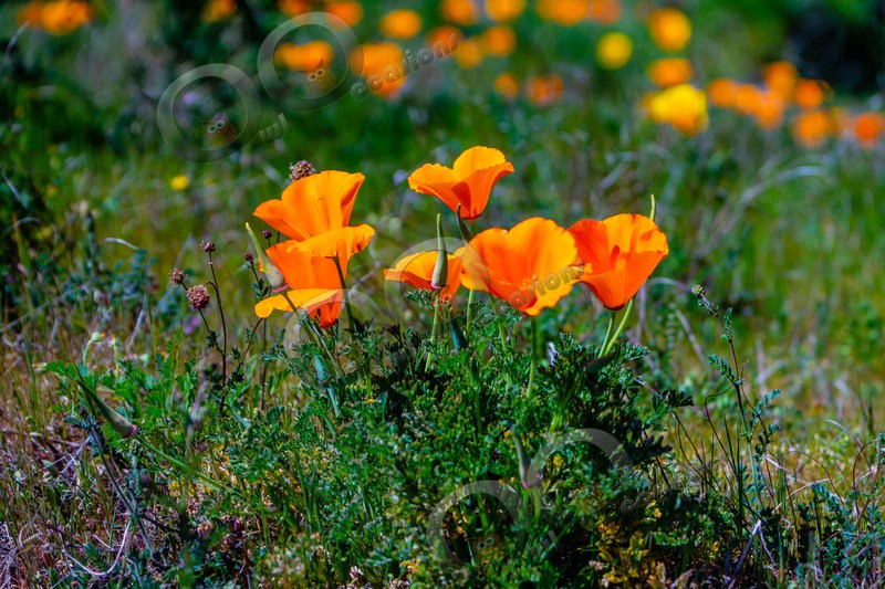 Californian poppy Eschscholzia californica-5520 - Plants and trees