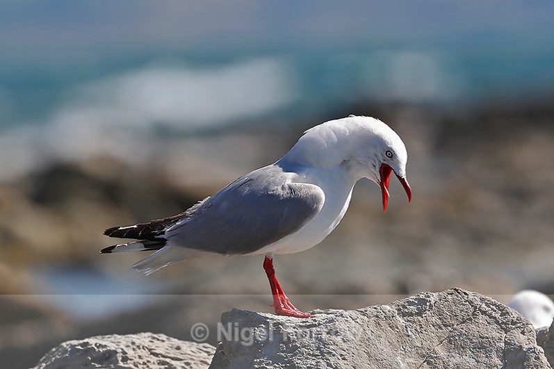 Silver Gull calling, New Zealand - Silver Gull