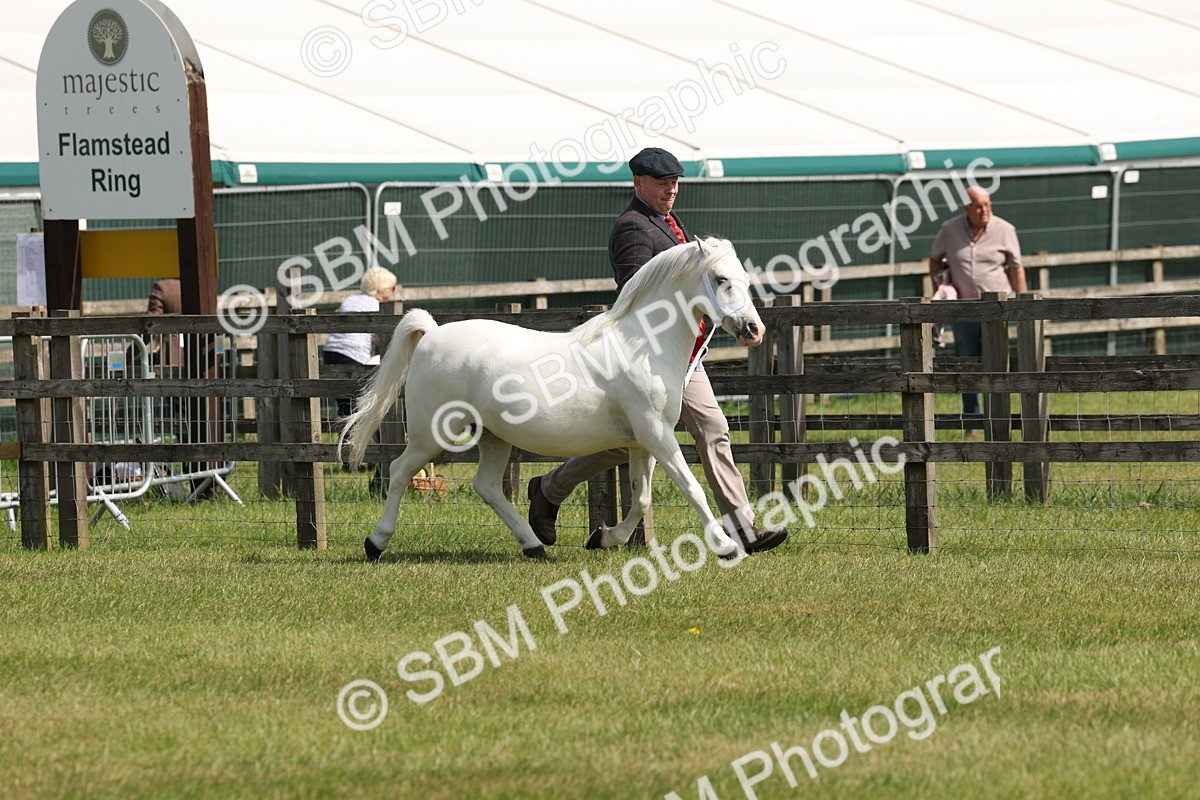 SBM_02388 - Class 6-13 - Mountatin and Moorland In Hand Welsh Breeds