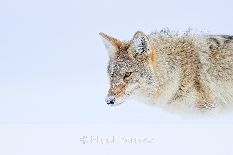 Hayden Valley Coyote close, Yellowstone National Park - Coyote