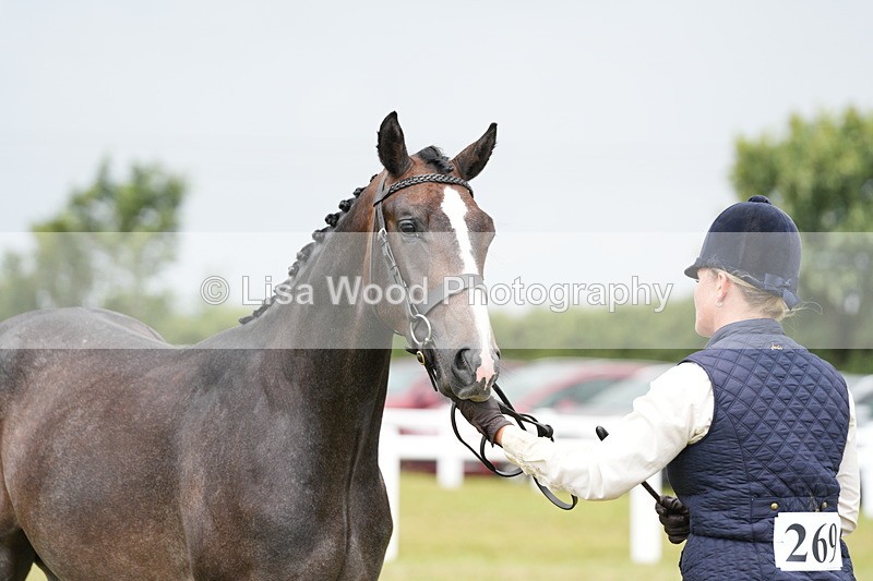 DSC06154 - Class 54: Hunter/Riding Horse/Hack 1 & 2 yr olds