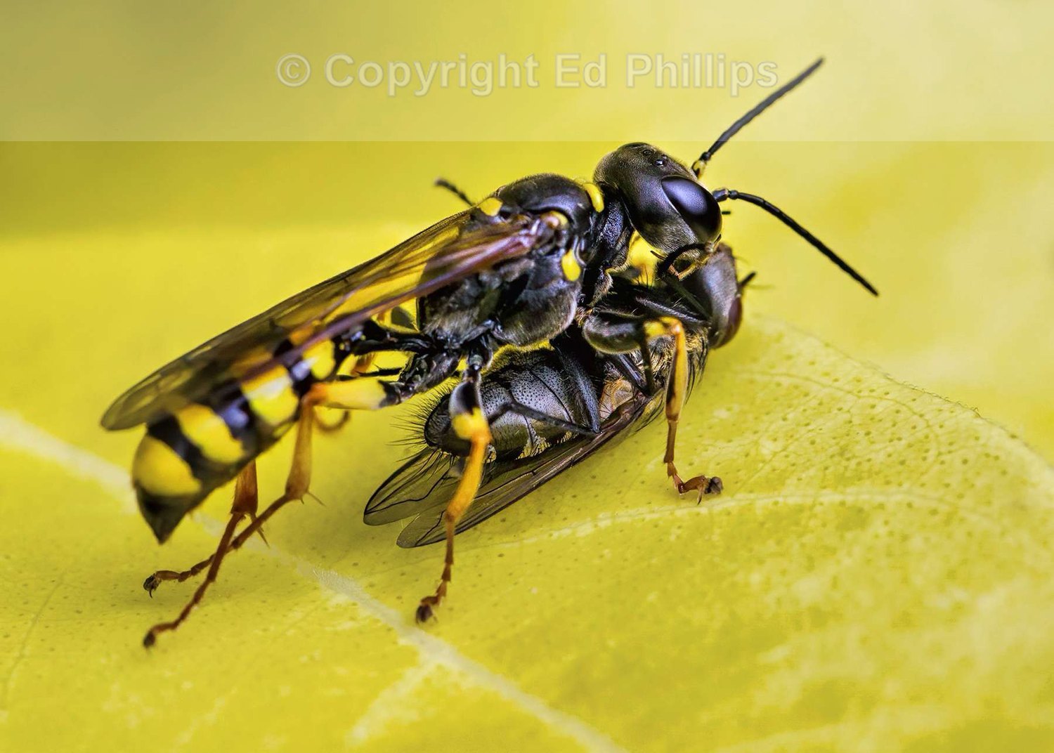 Field Digger Wasp