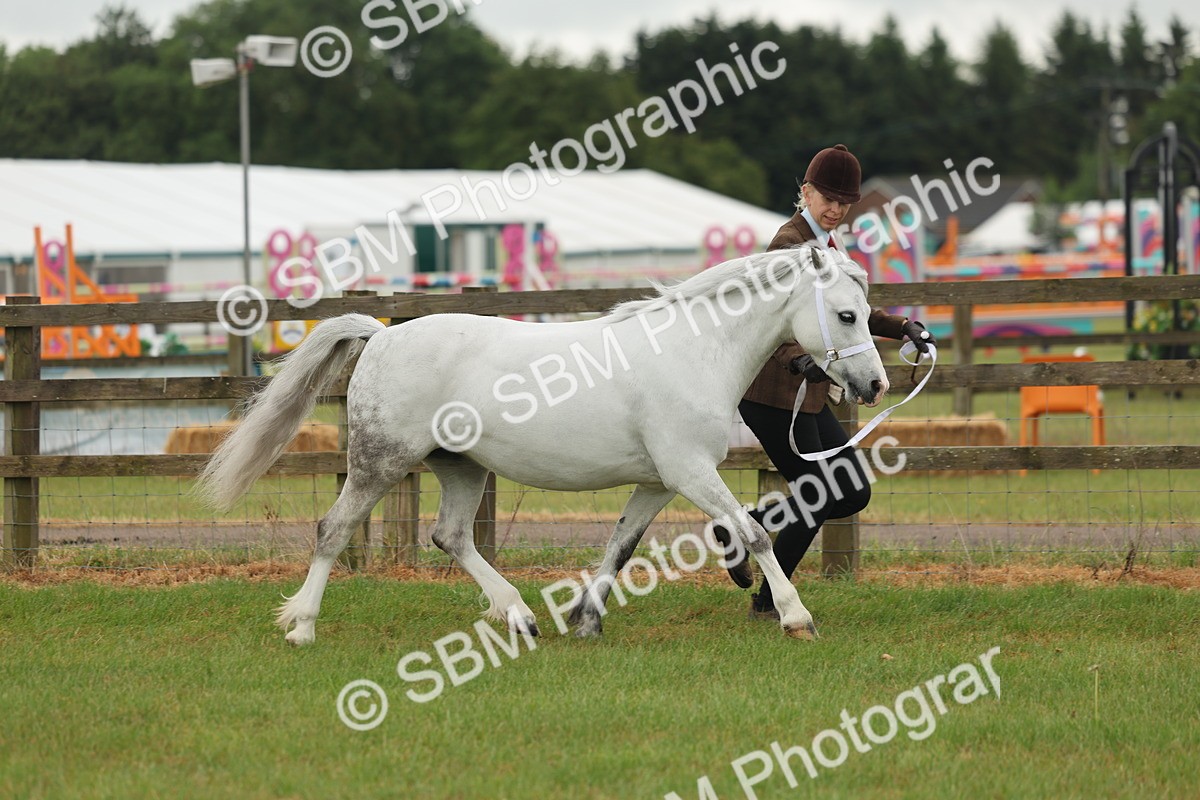 SBM_01497 - Class 50-57 - M&M Welsh Pony In Hand