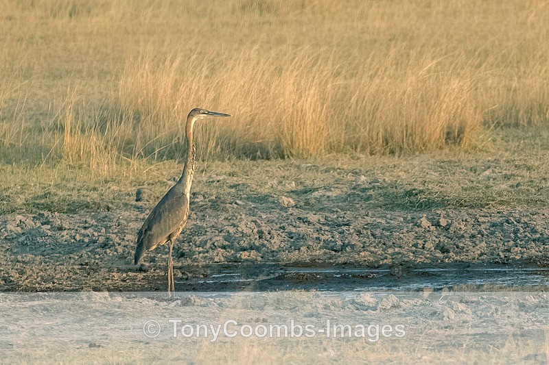 Goliath Heron - Botswana ~ Birds
